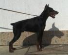 Dobermann Aragon 7 monate