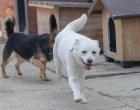 Meggie - lieb freundlich verträglich