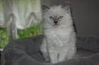Heilige Birma Kitten