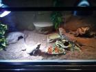 Terrarium mit komplettem Zubehör und 2 Bartagamen