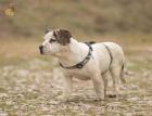 Sona - lieb verschmust verträglich