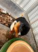 2 Schönhörnchen Männchen 1. 5 Jahre-Preis für beide