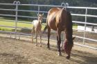 Verkaufe Quater Horse Stute tagend