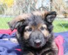 Rüden Welpen Altdeutscher Schäferhund DDR Linien