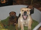 Shar Pei Welpen 12 Wochen