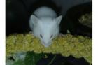 Futtermäuse und Futterratten Vitamin - Mineralstoffreich ernährt