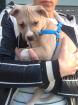 American Pitbull/Staffordmix 11 Wochen alt.