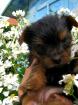Zuckersüsse Yorkshire Terrier BELLA und ATRO . 6 Wochen