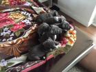 Blueline welpen American Pitbull Terrier555