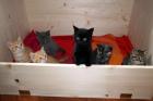 Süße BKH-Kitten in verschiedenen Farbvarianten