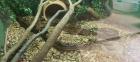 Boa Constrictor Imperator 2