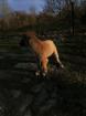 Malinois welpen 3 rüden noch zu haben
