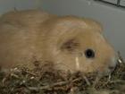 Pärchen Meerschweinchen Kaninchen