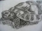 Suche Griechische Landschildkröten THH Weibchen