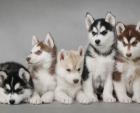 Sibirische Huskywelpen Rüde und Weibchen