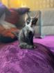 Katze ohne Name