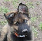 Ork Rüde Welpe Altdeutscher Schäferhund DDR Linien