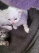 Perserkatzen