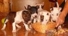Wunderschöne Miniatur Bullterrier Rüde mit VDH/ FCI Papieren