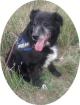 VEZER - 65 cm - Border Collie Mischling in not aus dem Tierschutz