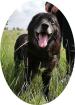 RIGO - 50 cm -HUNDEOPA SUCHT ZUHAUSE aus dem Tierschutz