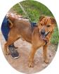 KICSI - 45 cm - SHAR PEI SUCHT ZUHAUSE aus dem Tierschutz