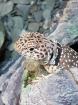 Halsbandleguan-Pärchen eigene Nachzucht 2022