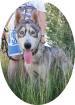 KODA - 60 cm - HUSKY MIX SUCHT aus dem Tierschutz