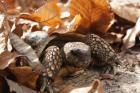 Griechische Landschildkröten - Testudo h. boettgeri NZ 2022