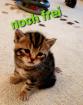 BKH - Scottish Fold Kitten