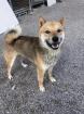 Haruki - freundlich verträglich