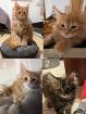 Wundervolle Maine Coon Kitten