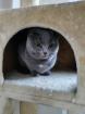 Junge Scottish Fold Katze