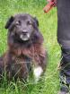 Rumänischer Rabenhirtenhund
