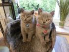 2 zuckersüße BKH Kitten blue 1Katze 1Kater mit Starterpaket