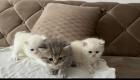 Bkh kitten